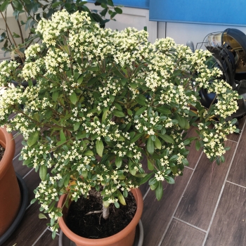 Pittosporum - tobira × heterophyllum - Green Mound - Jules1